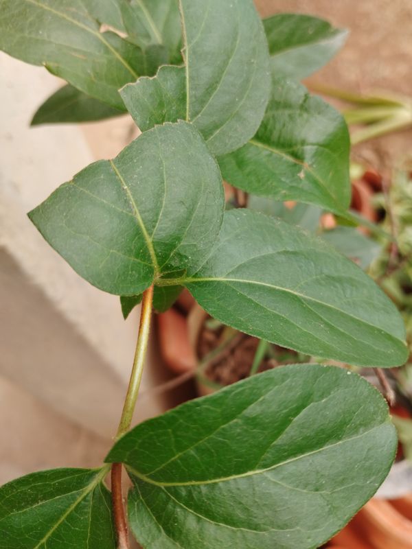 Identificação da planta Madressilva por foto