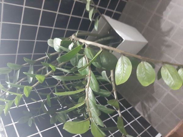 Identificação da planta Zamioculcas por foto