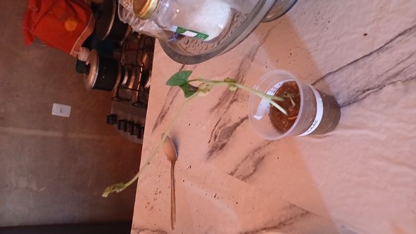 Identificação da planta Feijão por foto