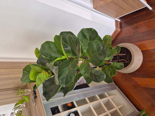 Identificação da planta Figueira-lira por foto
