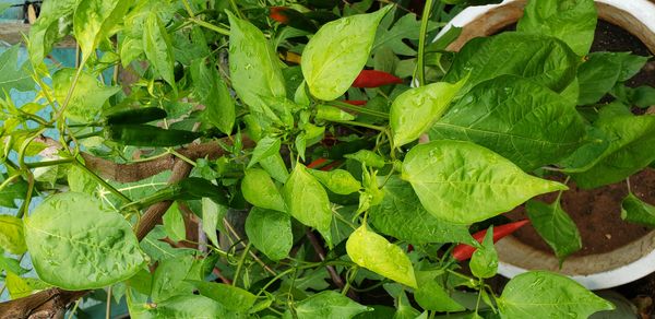 Identificação da planta Malagueta por foto