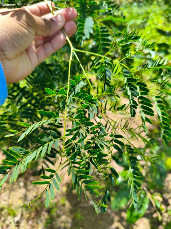 Identificação da planta Gurucaia por foto