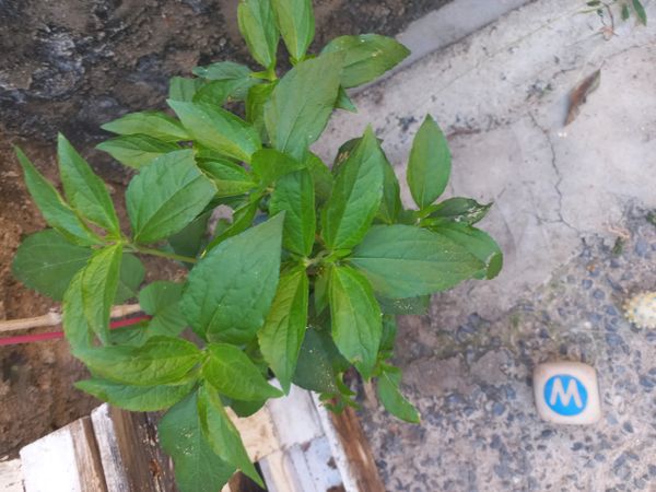 Identificação da planta Picão-branco por foto