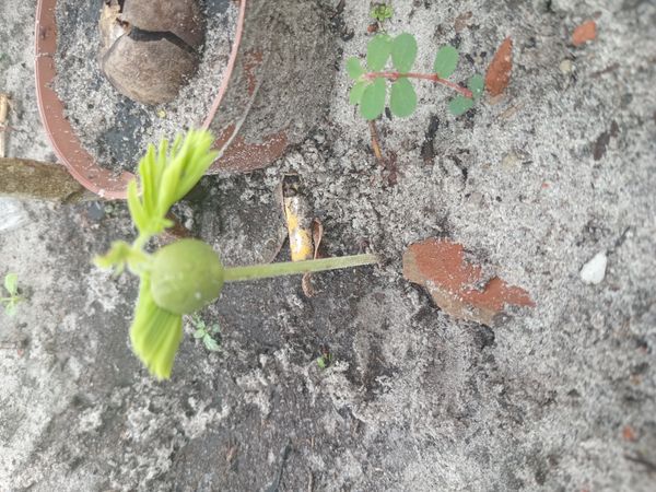 Identificação da planta Tamarindo por foto