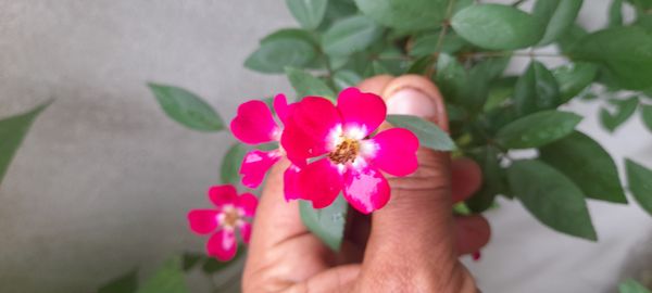 Identificação da planta Rosa-das-montanhas por foto