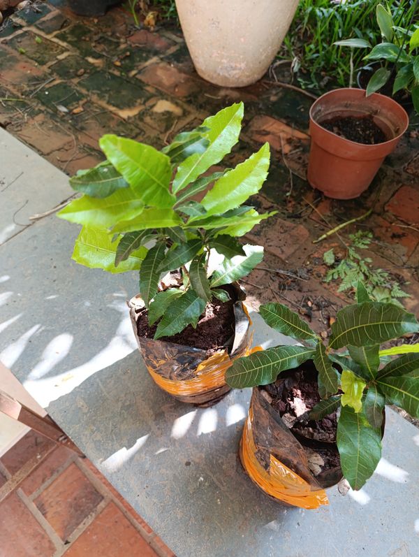 Identificação da planta Fruta Abil por foto