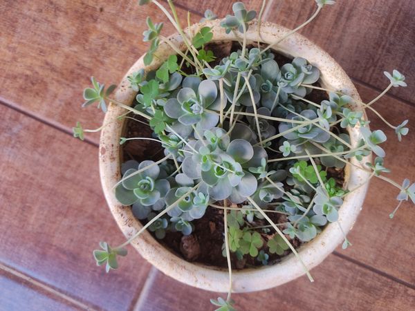 Identificação da planta Orostachys malacophylla não possui um nome popular amplamente reconhecido no Brasil por foto