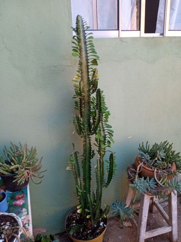 Identificação da planta Candelabro por foto
