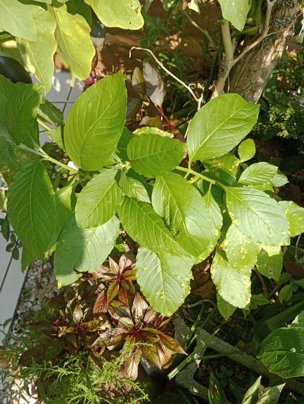 Identificação da planta Desconhecido por foto