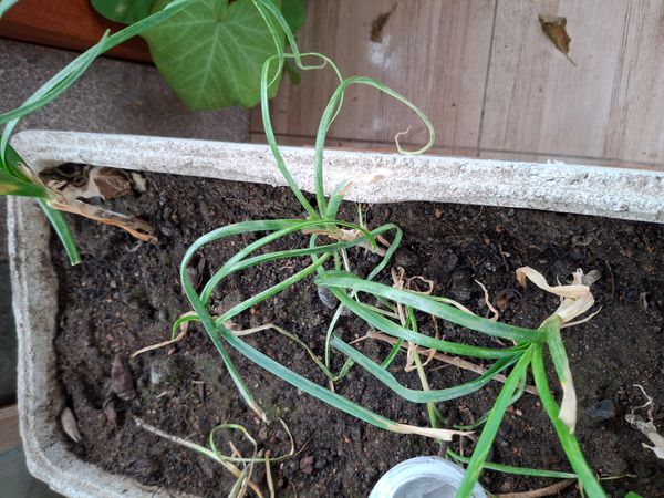 Identificação da planta Alho por foto