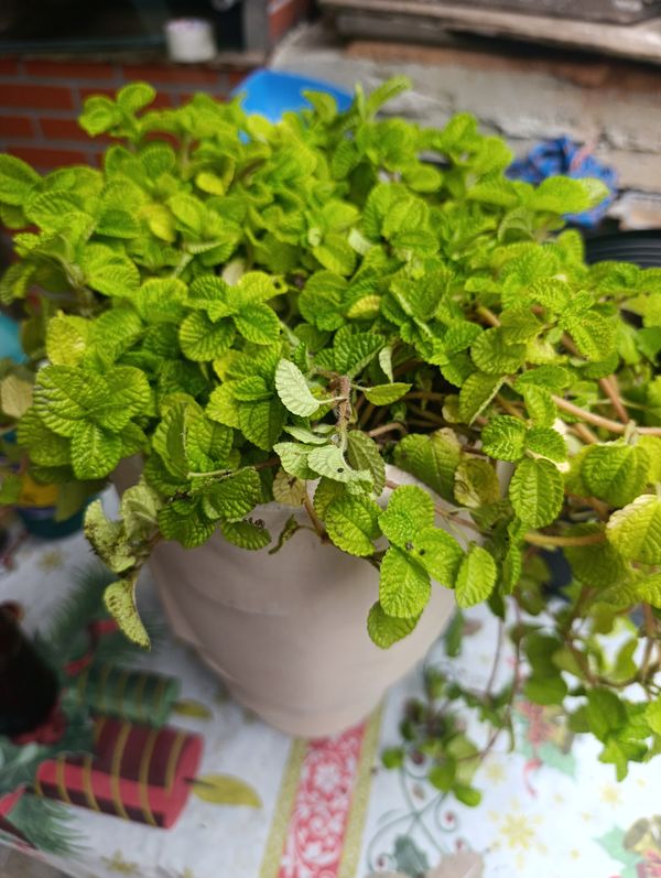 Identificação da planta Dinheiro em penca por foto
