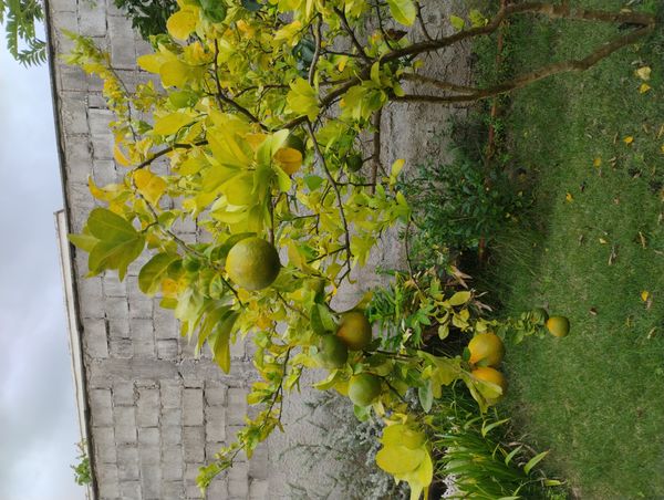 Identificação da planta Limão por foto