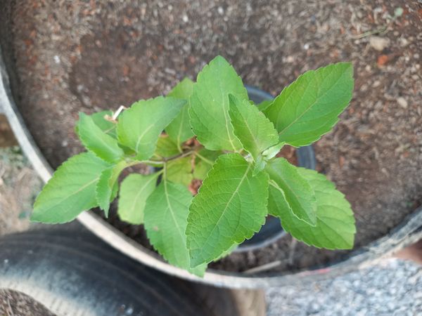 Identificação da planta Alfavaca-de-caboclo por foto