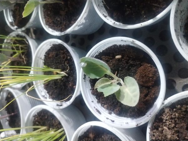 Identificação da planta Couve por foto