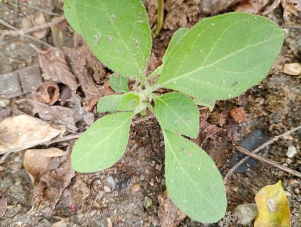 Identificação da planta Berinjela por foto