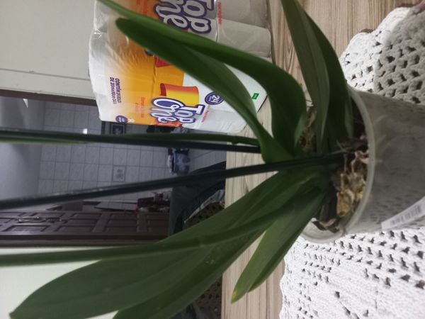 Identificação da planta Orquídea-Phalaenopsis por foto