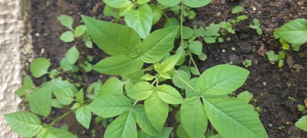 Identificação da planta Flor de Aranha por foto