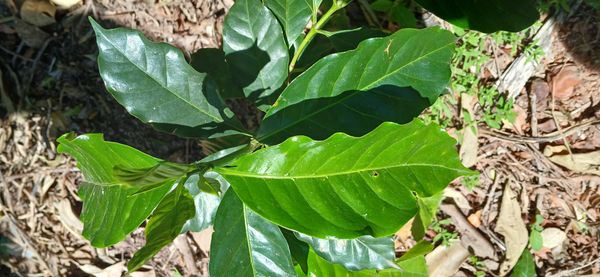 Identificação da planta Café por foto