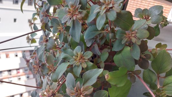 Identificação da planta Lisimáquia por foto