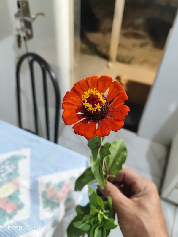 Identificação da planta Zínia por foto
