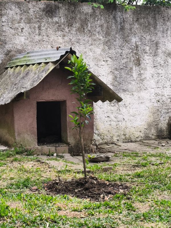 Identificação da planta Mexerica por foto