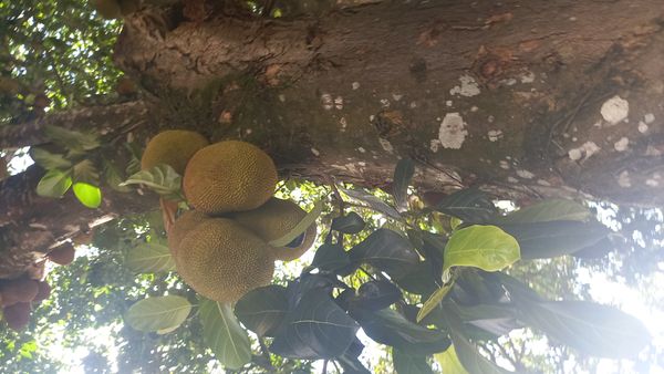 Identificação da planta Jaca por foto