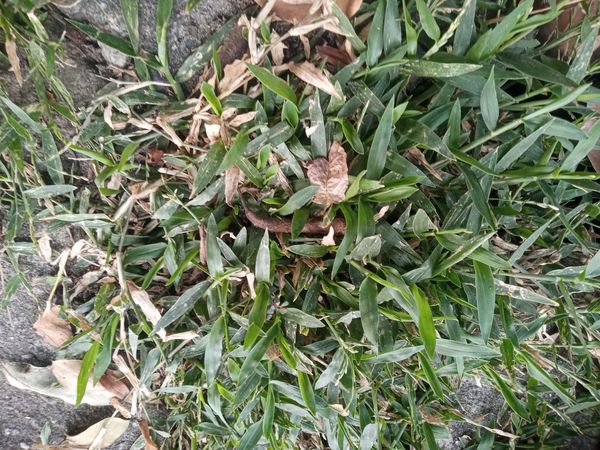 Identificação da planta capim-da-praia por foto