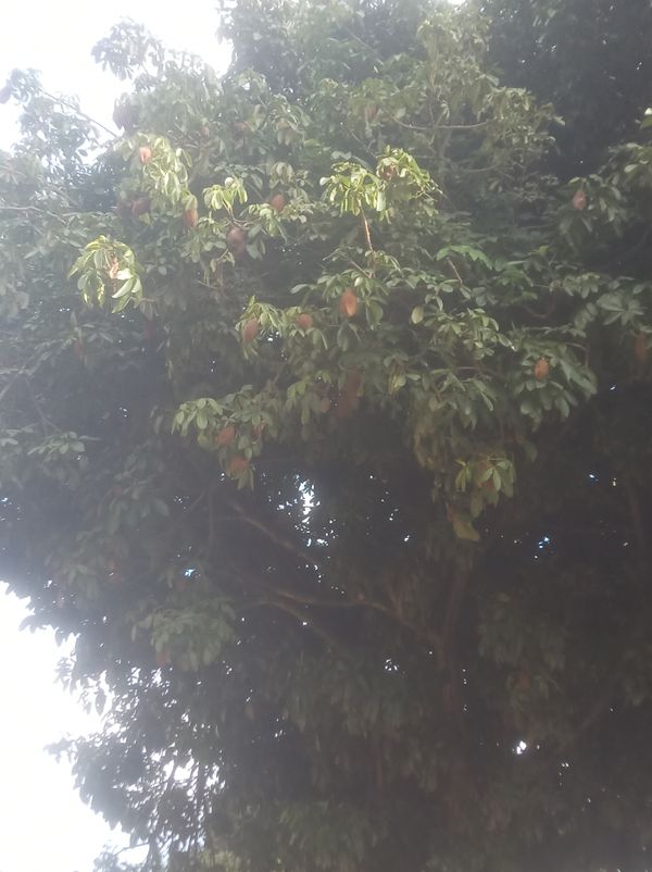 Identificação da planta Munguba por foto