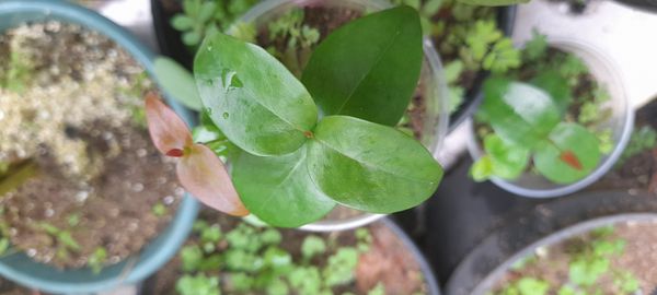 Identificação da planta Pitanga por foto