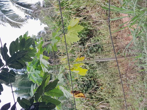 Identificação da planta Mamão por foto