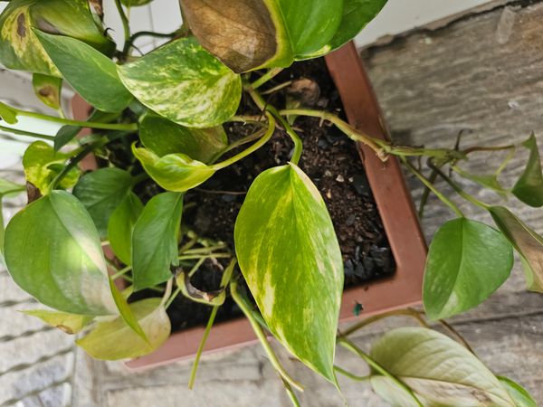 Identificação da planta Jiboia por foto