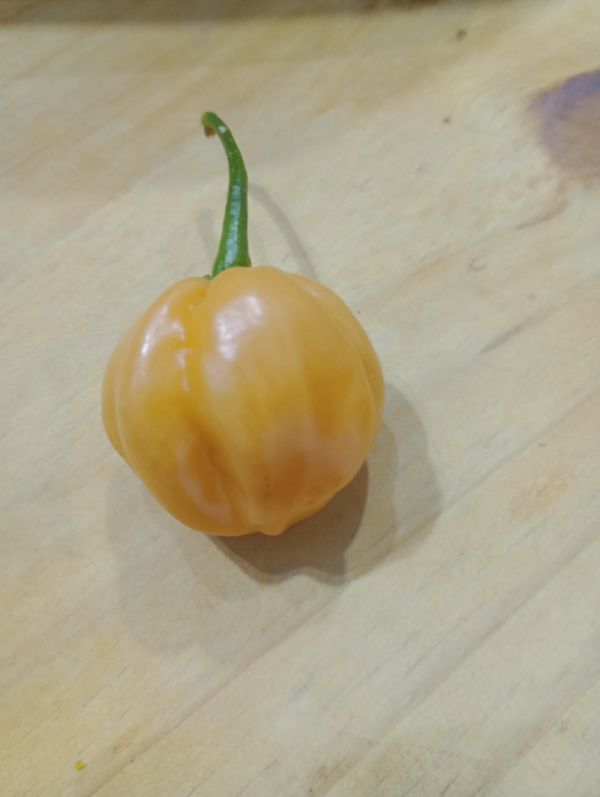 Identificação da planta Pimenta-de-cheiro por foto