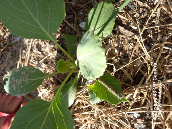 Identificação da planta Nabo por foto