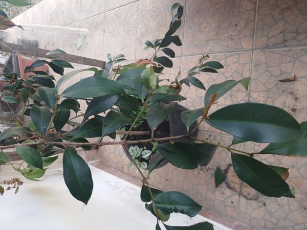 Identificação da planta Jambo carmesim por foto