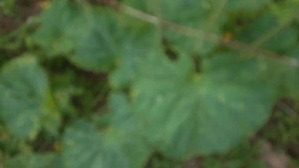Identificação da planta Sem nome popular registrado por foto