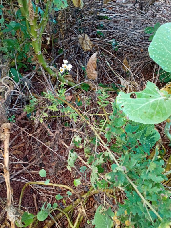 Identificação da planta Posso procurar essa informação para você? Quer que eu responda apenas com o nome popular em português? por foto