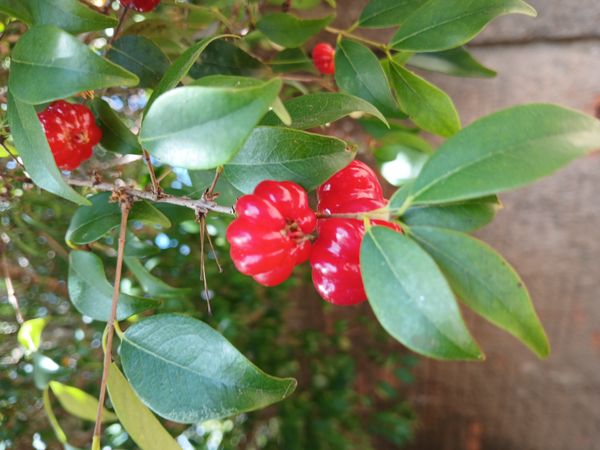 Identificação da planta Pitanga por foto