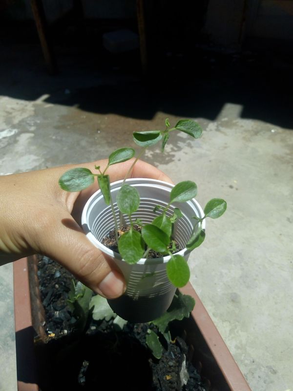 Identificação da planta Agrião por foto