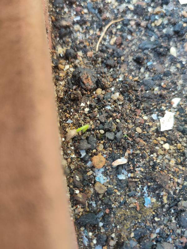 Identificação da planta Alface por foto
