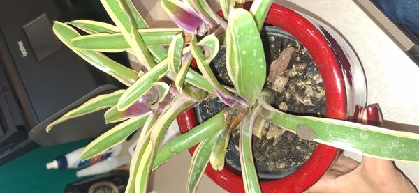 Identificação da planta Bromélia por foto