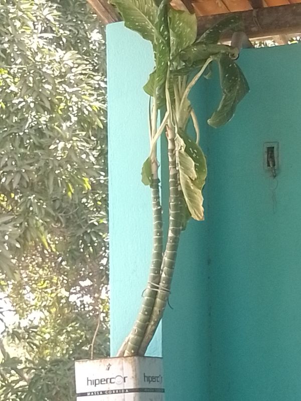 Identificação da planta Comigo-ninguém-pode por foto