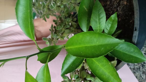 Identificação da planta Yuzu por foto