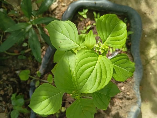 Identificação da planta Alfavaca por foto