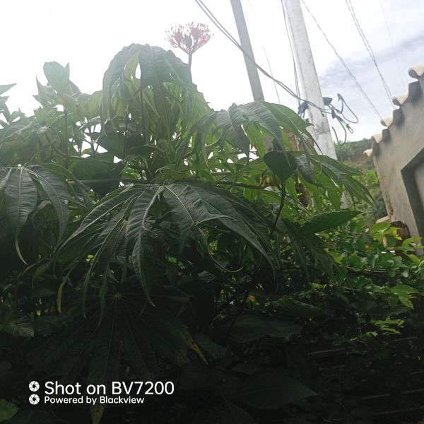 Identificação da planta Pinhão-manso por foto