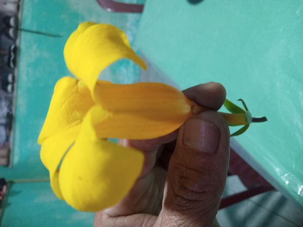 Identificação da planta Alamanda por foto