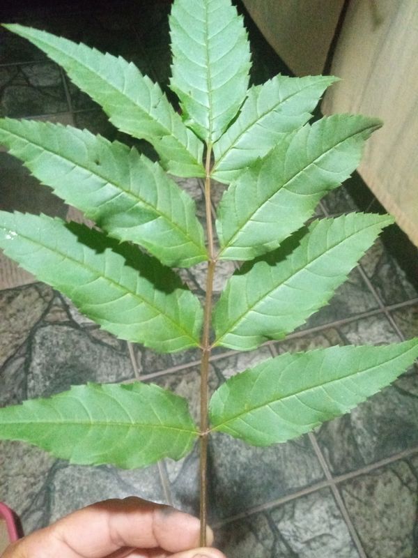 Identificação da planta Freixo por foto