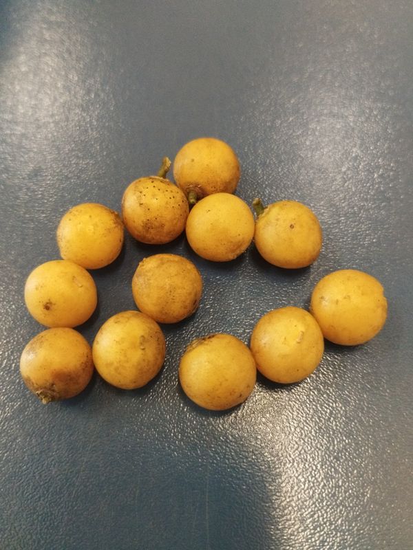 Identificação da planta Bacupari por foto
