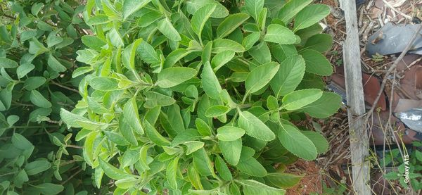 Identificação da planta Boldo por foto