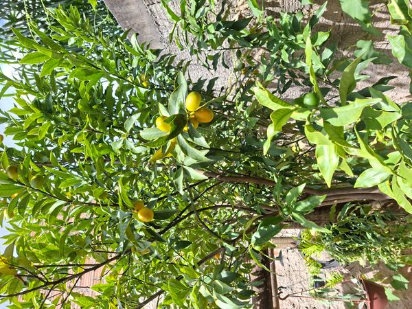 Identificação da planta Laranja Kinkan por foto