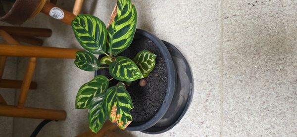Identificação da planta Maranta-zebrada por foto